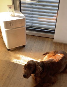 PuraShield Luftfilter, davor liegt ein Hund